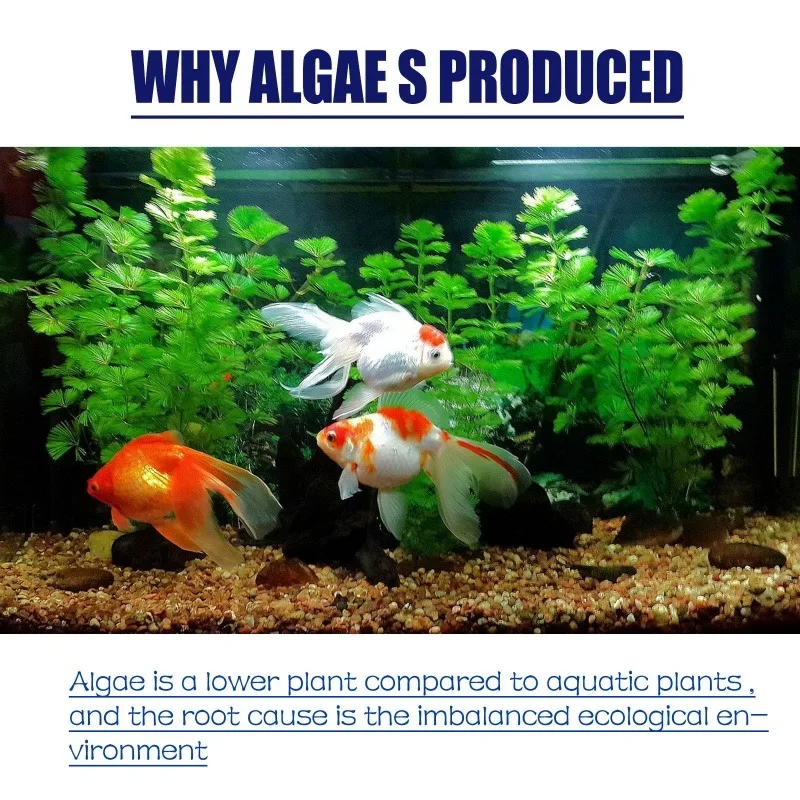 Algicide haute efficacité 50g  - Water Soluble Stabilizer avis et prix